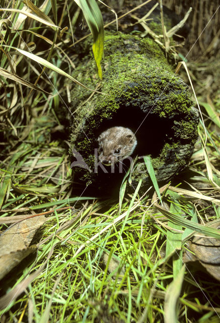 Wezel (Mustela nivalis)