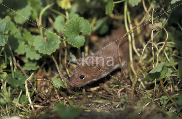 Wezel (Mustela nivalis)