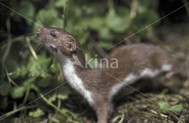 Wezel (Mustela nivalis)