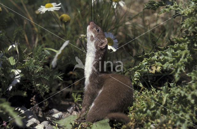 Wezel (Mustela nivalis)