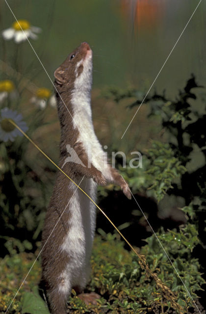 Wezel (Mustela nivalis)