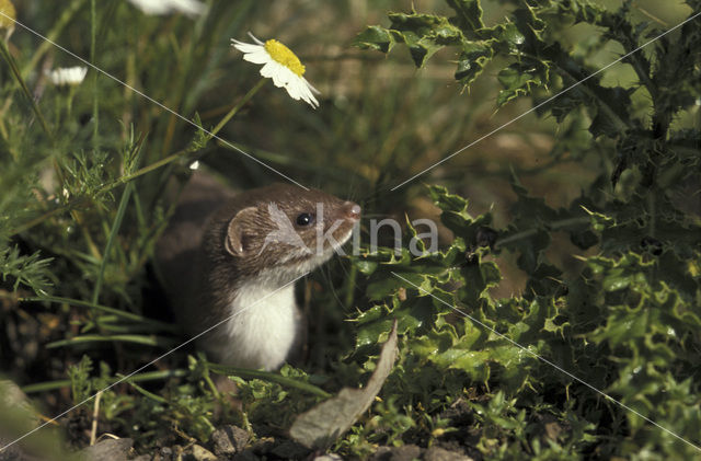 Wezel (Mustela nivalis)