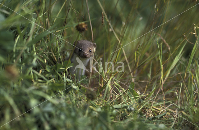 Wezel (Mustela nivalis)