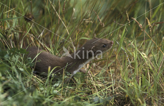 Wezel (Mustela nivalis)