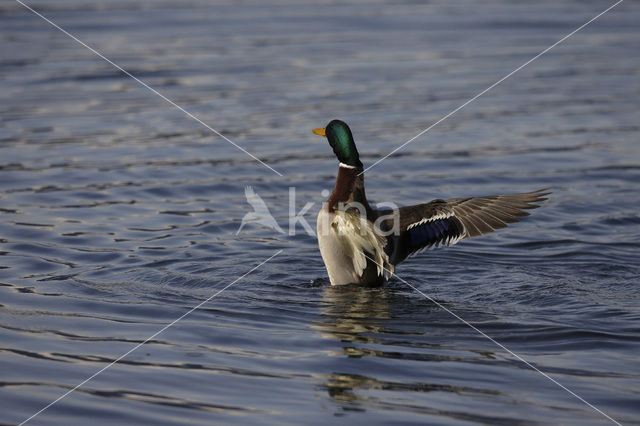 Wilde Eend (Anas platyrhynchos)