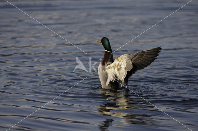 Wilde Eend (Anas platyrhynchos)