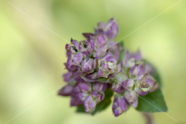 Wilde marjolein (Origanum vulgare)