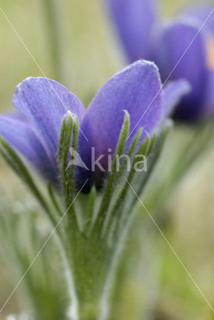 Wildemanskruid (Pulsatilla vulgaris)