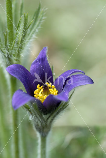 Wildemanskruid (Pulsatilla vulgaris)