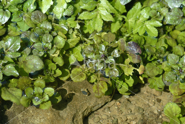 Witte waterkers (Rorippa nasturtium-aquaticum)