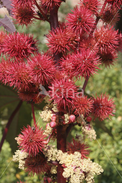 Castor-oil-plant (Ricinus communis)