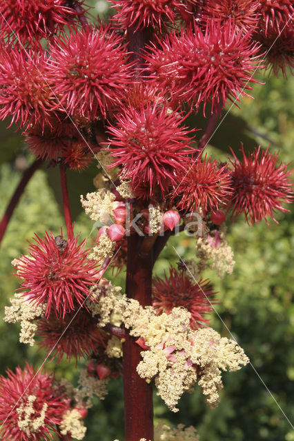 Castor-oil-plant (Ricinus communis)