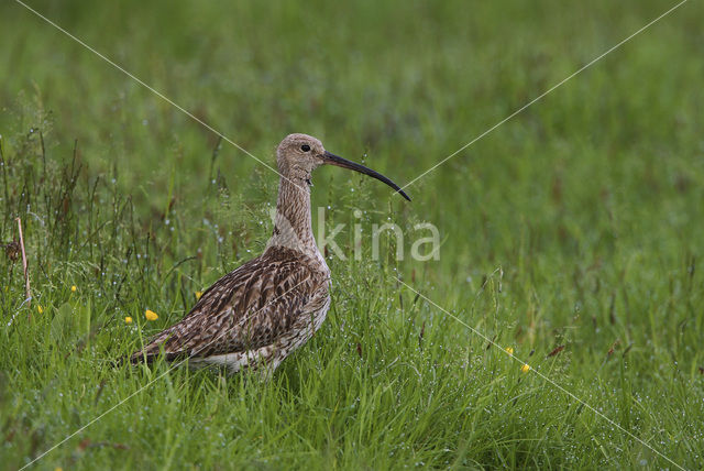 Eurasian Curlew (Numenius arquata)