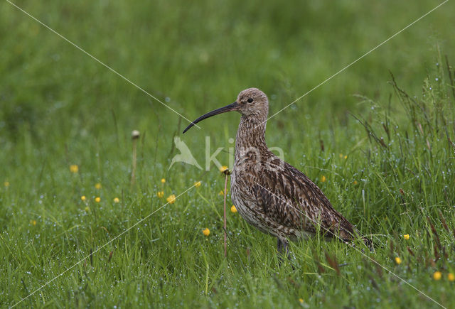 Eurasian Curlew (Numenius arquata)