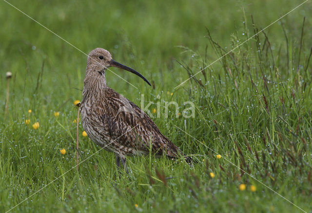 Eurasian Curlew (Numenius arquata)