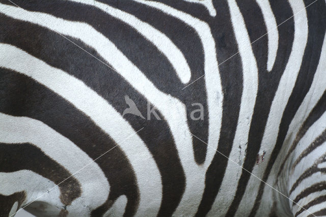 Zebra (Equus spp)