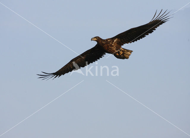 Zeearend (Haliaeetus albicilla)