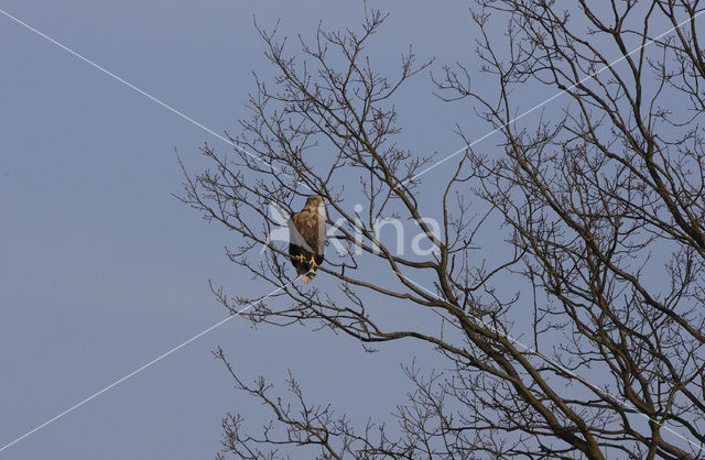 White-tailed Sea Eagle (Haliaeetus albicilla)