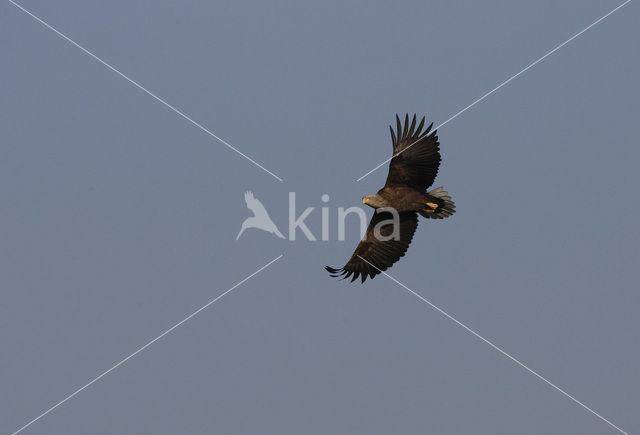 Zeearend (Haliaeetus albicilla)