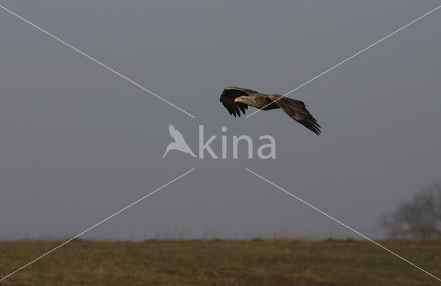 Zeearend (Haliaeetus albicilla)