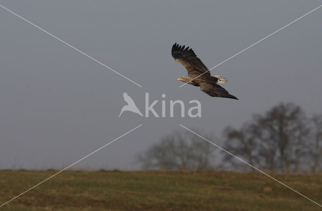 Zeearend (Haliaeetus albicilla)