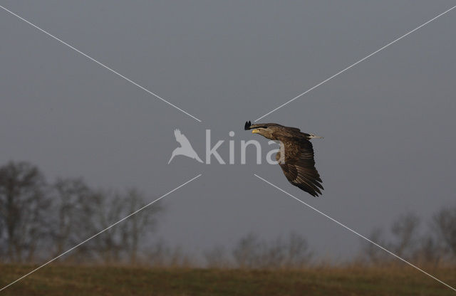 Zeearend (Haliaeetus albicilla)