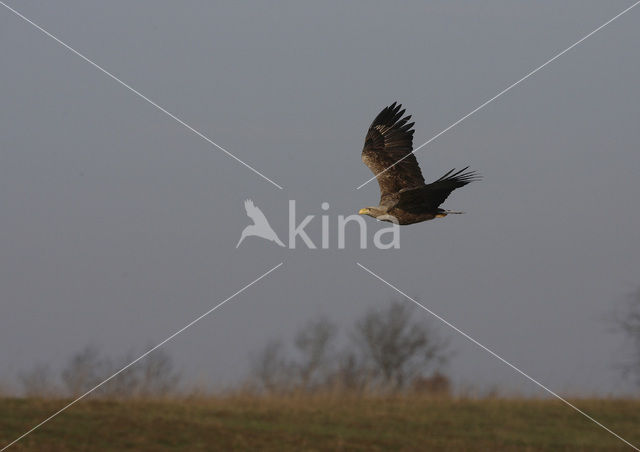 Zeearend (Haliaeetus albicilla)