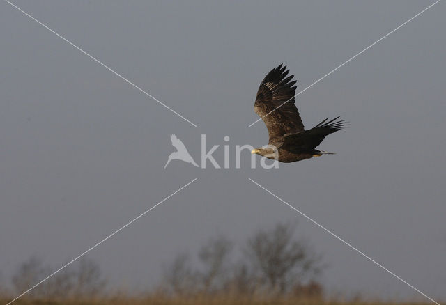 White-tailed Sea Eagle (Haliaeetus albicilla)