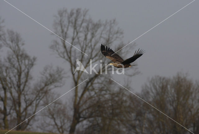 Zeearend (Haliaeetus albicilla)