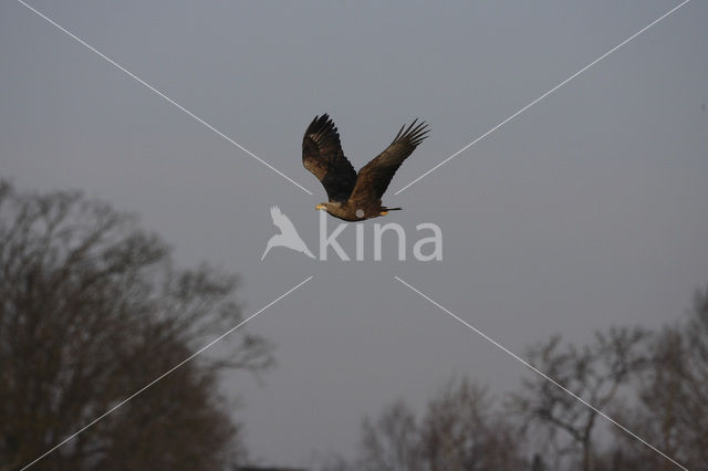 White-tailed Sea Eagle (Haliaeetus albicilla)