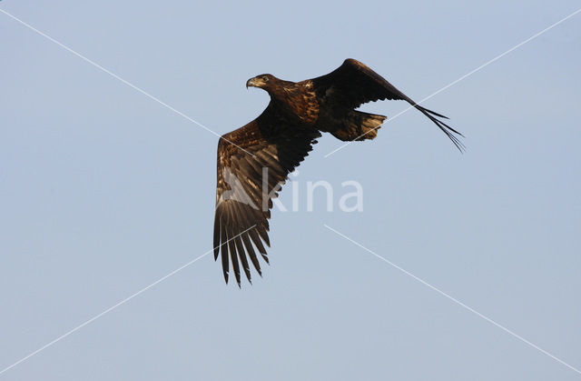 White-tailed Sea Eagle (Haliaeetus albicilla)