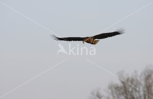 Zeearend (Haliaeetus albicilla)