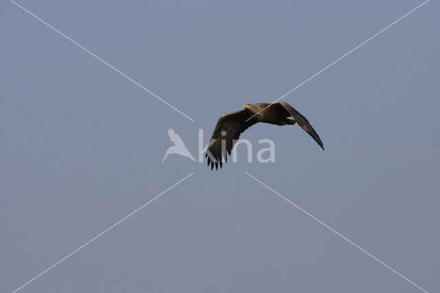 Zeearend (Haliaeetus albicilla)