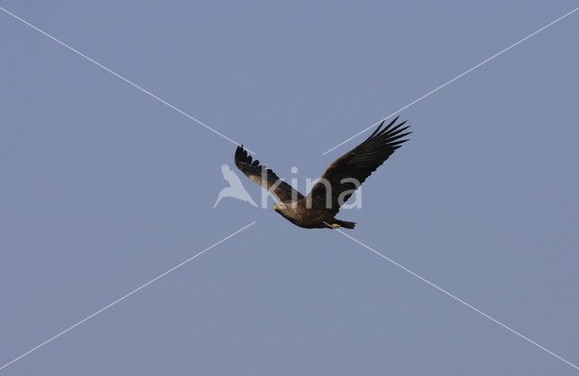 Zeearend (Haliaeetus albicilla)