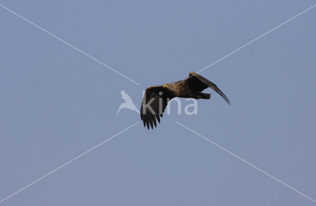 White-tailed Sea Eagle (Haliaeetus albicilla)