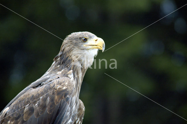 Zeearend (Haliaeetus albicilla)