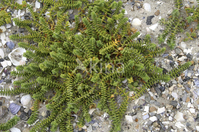 Sea Sandwort (Honckenya peploides)