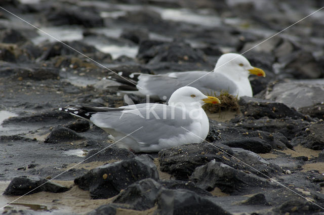 Zilvermeeuw (Larus argentatus)