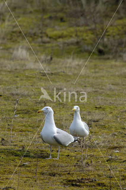 Zilvermeeuw (Larus argentatus)