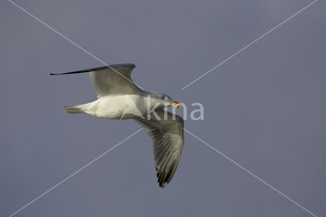 Zilvermeeuw (Larus argentatus)