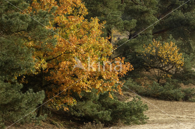 Zomereik (Quercus robur)