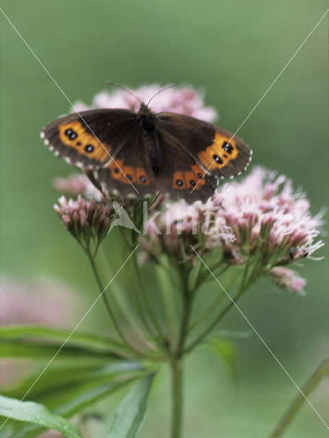 Zomererebia (Erebia aethiops)