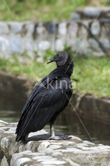 Zwarte Gier (Coragyps atratus)