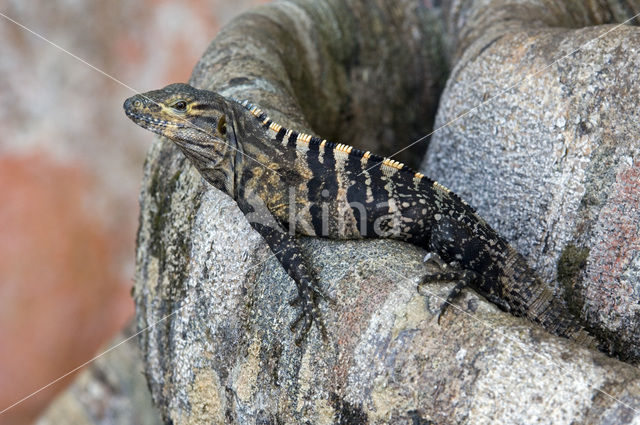 Zwarte leguaan (Ctenosaura similis )