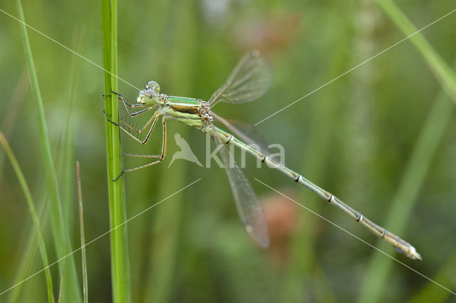 Zwervende pantserjuffer (Lestes barbarus)