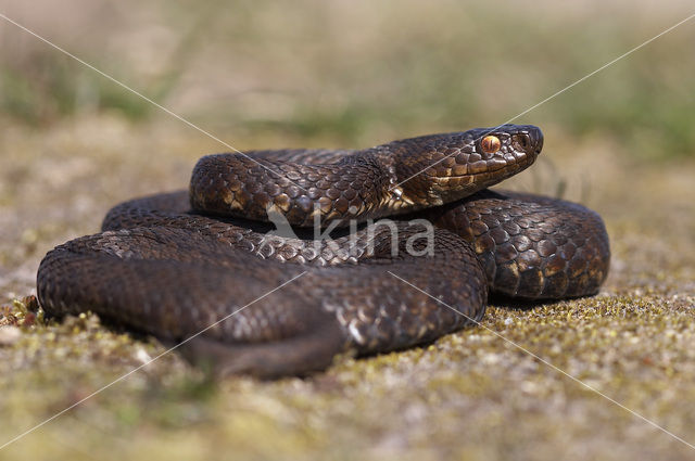 Common Viper (Vipera berus)