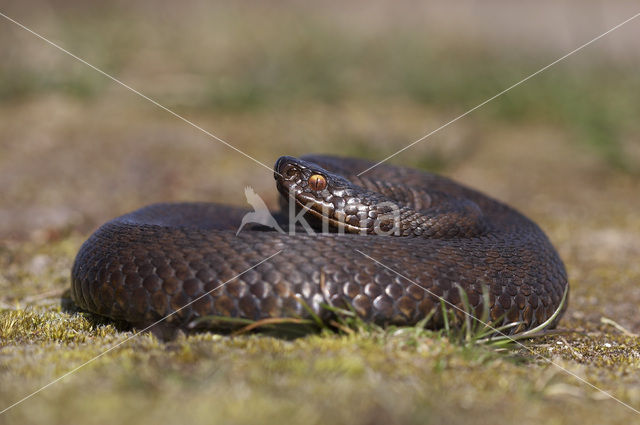 Adder (Vipera berus)