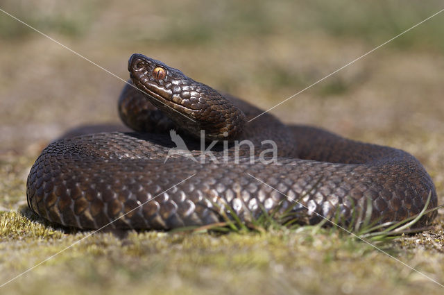 Adder (Vipera berus)