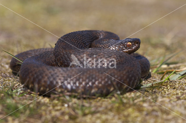 Common Viper (Vipera berus)