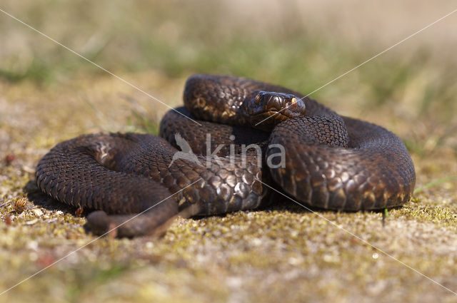 Adder (Vipera berus)